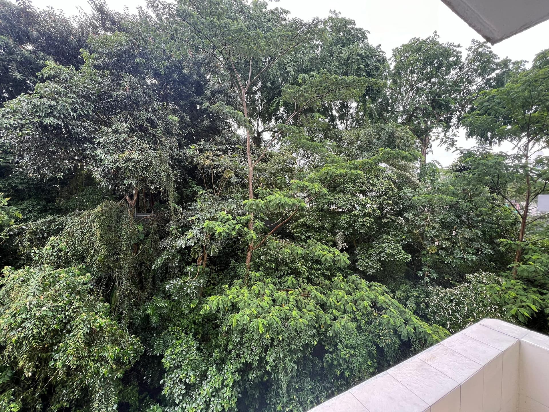 Common at Pine Grove in D21, Singapore - Photo 4